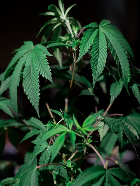 Fast Cannabis Delivery in Prague