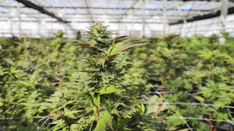 Welcome to the premier online weed shop in Prague, where we bring you a curated weed menu that showcases the finest selection of cannabis strains, marijuana menu options, and czech cannabis products