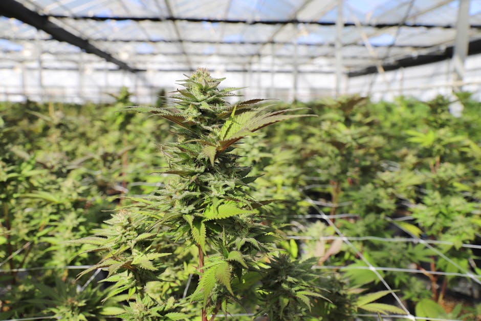 Welcome to the premier online weed shop in Prague, where we bring you a curated weed menu that showcases the finest selection of cannabis strains, marijuana menu options, and czech cannabis products