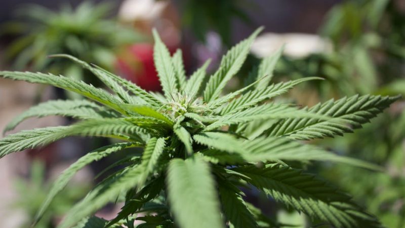 Fast and Reliable Weed Delivery in Prague