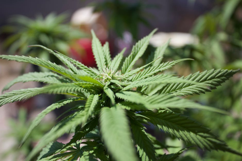 Fast and Reliable Weed Delivery in Prague