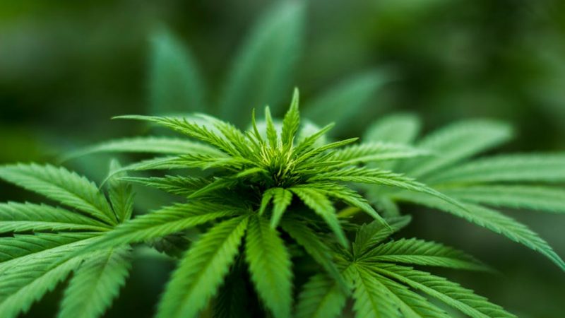 Ultimate Guide to the Booming Cannabis Market in Prague