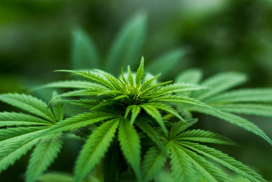 Ultimate Guide to the Booming Cannabis Market in Prague