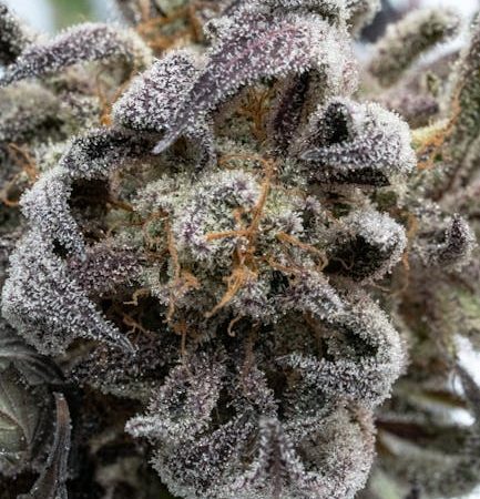Finding a reliable, professional, and affordable place to buy weed, marijuana, hemp, or THC in Prague