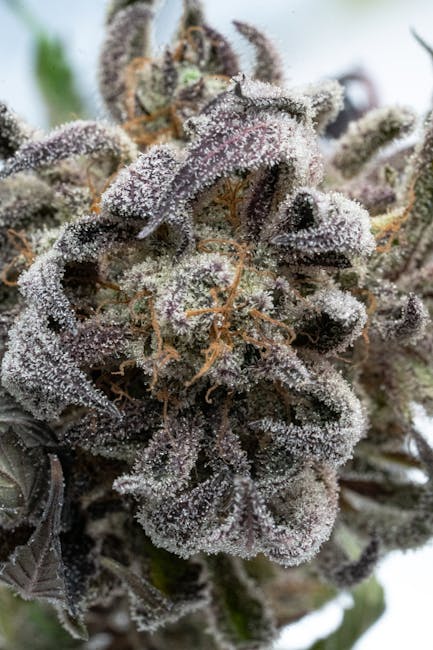 Finding a reliable, professional, and affordable place to buy weed, marijuana, hemp, or THC in Prague