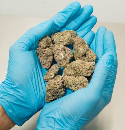 Looking to purchase high‑quality hemp, cannabis, or marijuana in Prague? Whether you’re a seasoned connoisseur, a medical user, or simply curious about the growing hemp market, our online hemp shop Prague offers a convenient, professional, and affordable way to get exactly what you need.