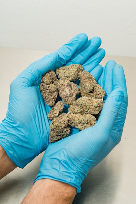 Looking to purchase high‑quality hemp, cannabis, or marijuana in Prague? Whether you’re a seasoned connoisseur, a medical user, or simply curious about the growing hemp market, our online hemp shop Prague offers a convenient, professional, and affordable way to get exactly what you need.