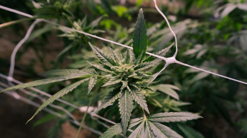 Prague Cannabis Shop: Your Guide to the Best Local Weed Store