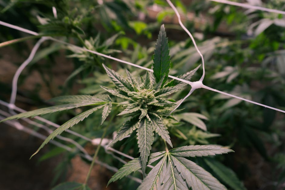 Prague Cannabis Shop: Your Guide to the Best Local Weed Store