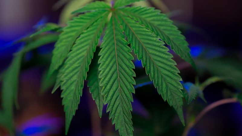 Why Old Town Prague is the Perfect Spot for Cannabis Enthusiasts