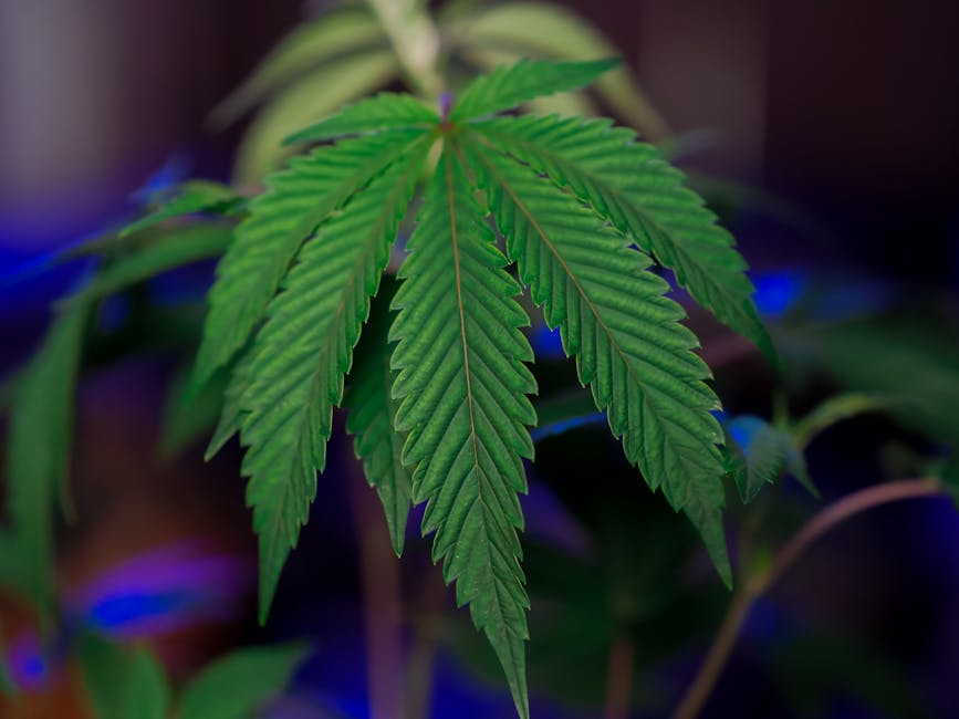 Why Old Town Prague is the Perfect Spot for Cannabis Enthusiasts