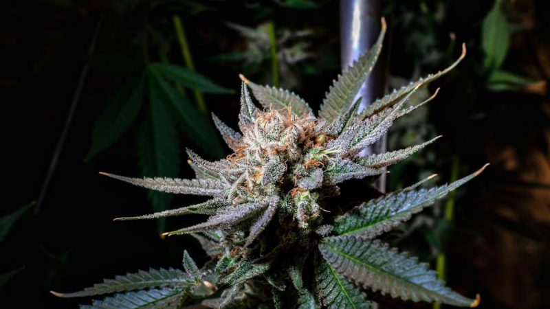 Cannabis Online Store in Prague: THC-infused Chocolate, Edibles, and Legal Cannabis Products