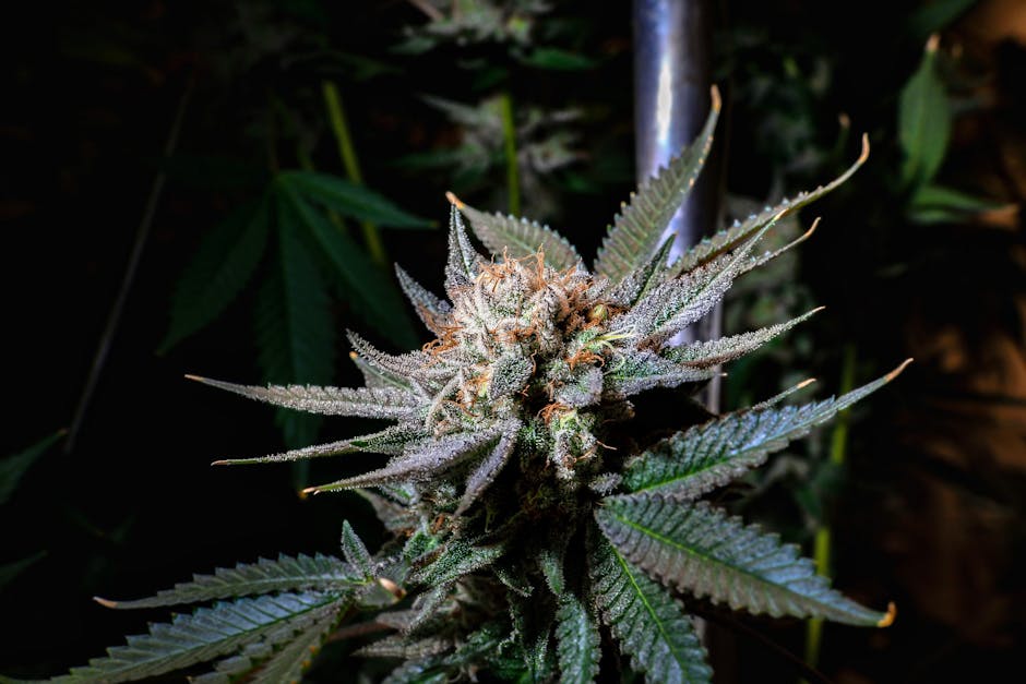 Cannabis Online Store in Prague: THC-infused Chocolate, Edibles, and Legal Cannabis Products