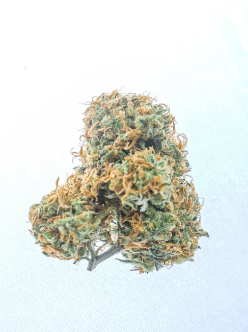 Prague Weed Deals and Marijuana Discounts