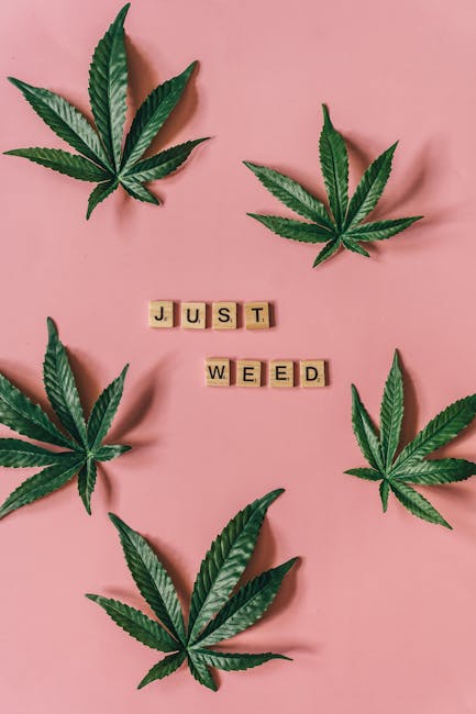 THC chocolates delivery service in Prague