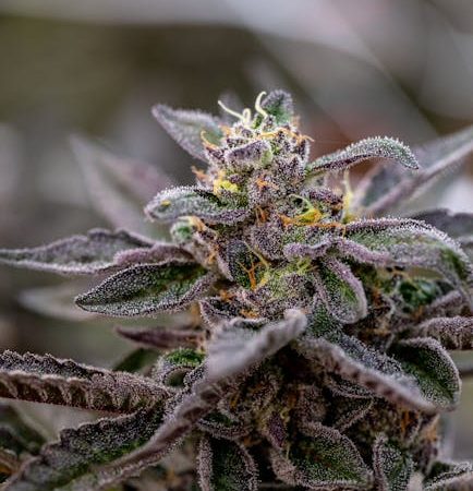 Cannabis in Prague: Online Marketplace for THC Joints, Edibles, and More