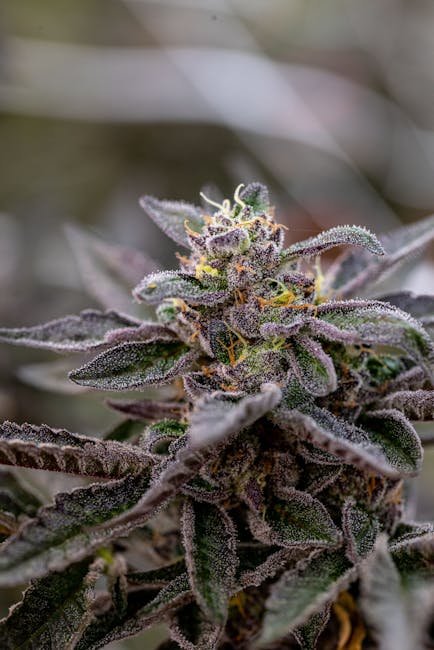 Cannabis in Prague: Online Marketplace for THC Joints, Edibles, and More