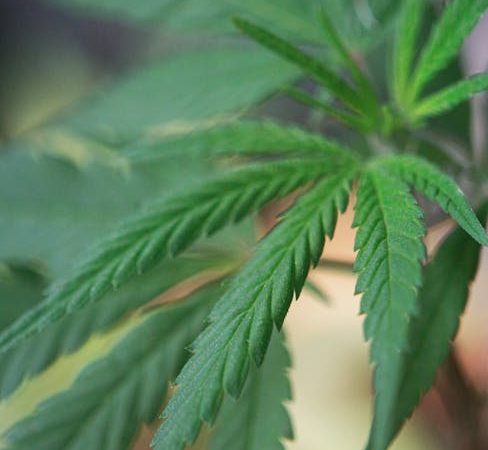 Prague is quickly becoming one of Europe’s most vibrant cannabis hubs.