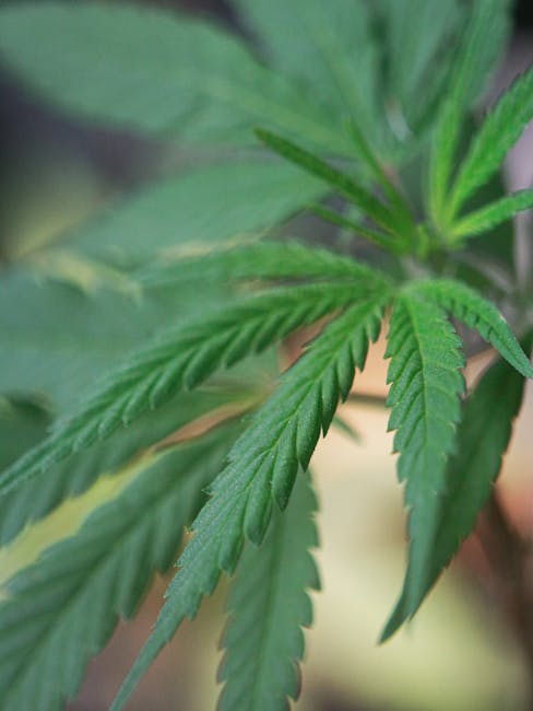 Prague is quickly becoming one of Europe’s most vibrant cannabis hubs.