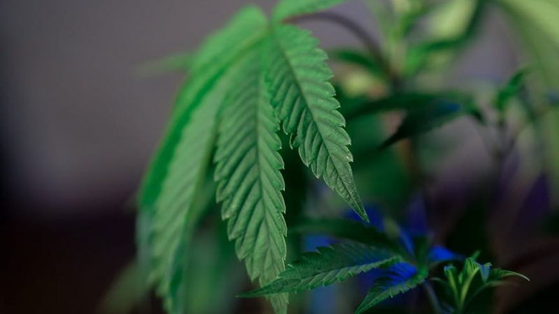 Welcome to Prague’s premier destination for premium cannabis and artisanal chocolate