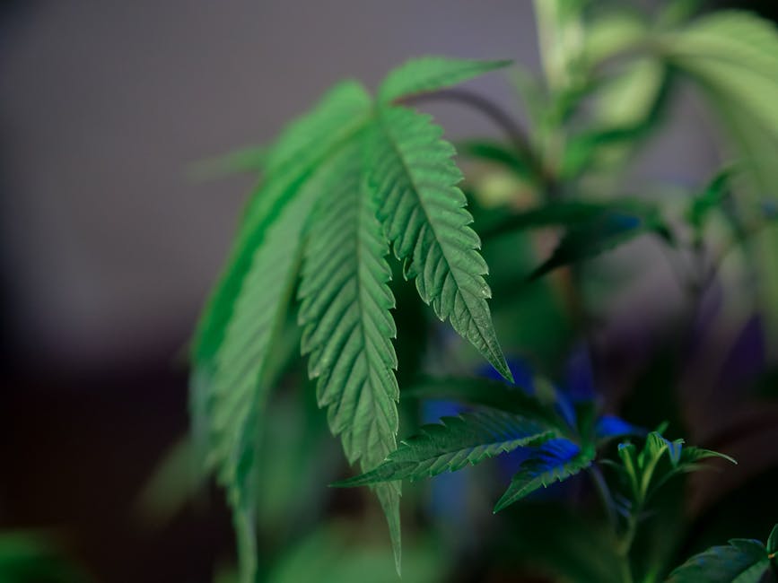 Welcome to Prague’s premier destination for premium cannabis and artisanal chocolate