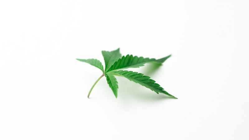 Welcome to the fastest, most reliable marijuana express courier service in the heart of Prague