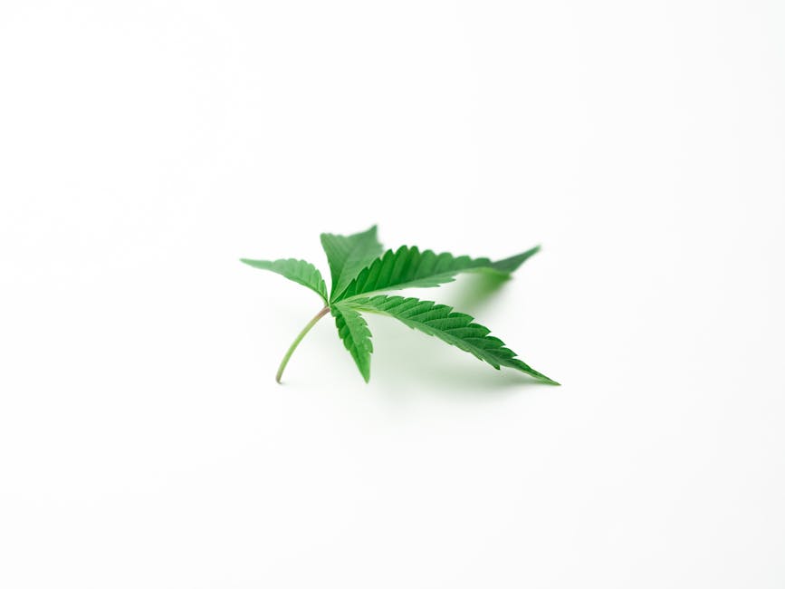 Welcome to the fastest, most reliable marijuana express courier service in the heart of Prague