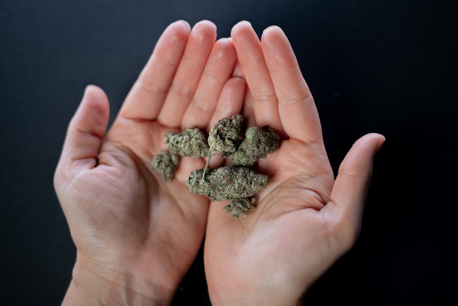 Welcome to the premier THC-infused chocolate boutique that brings the best of cannabis culture to the heart of Prague