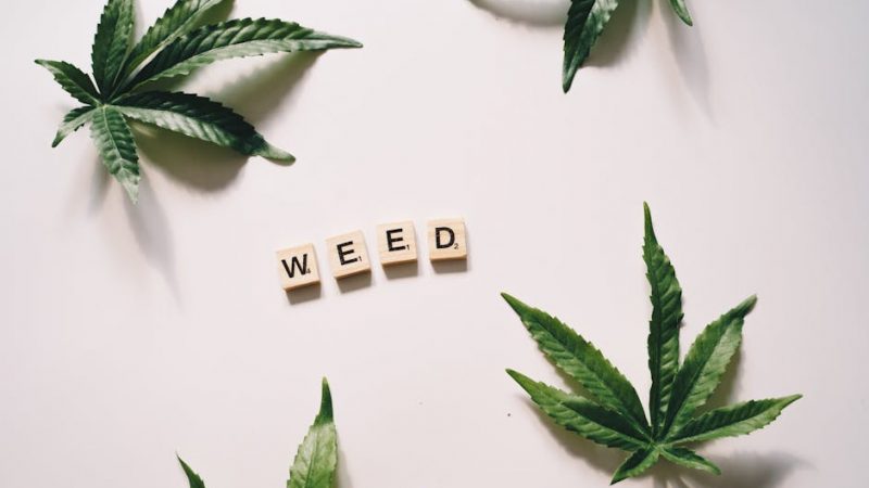 Prague Vape Shop: Your Ultimate Destination for Legal THC and Cannabis Products