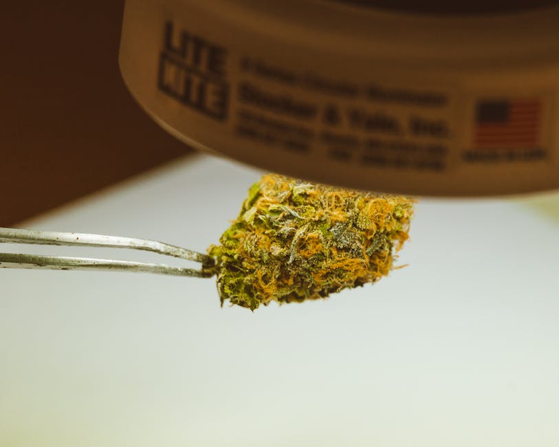 Prague THC-Infused Chocolate Boutique A New Trend in the City
