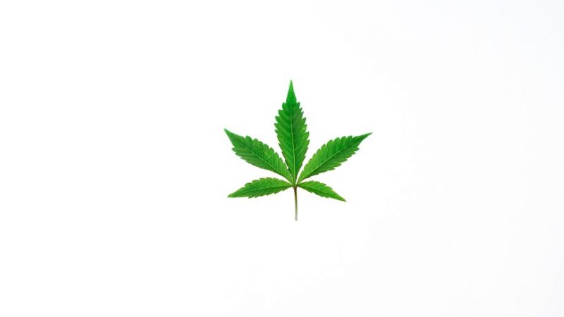 Prague Hemp Store Your One Stop Shop for Hemp and Cannabis