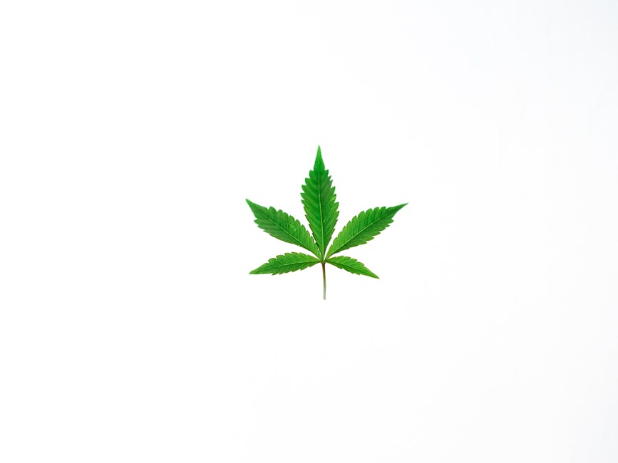 Prague Hemp Store Your One Stop Shop for Hemp and Cannabis