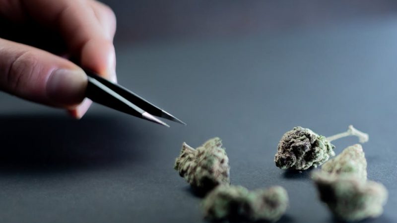 Ultimate Guide to THC‑Infused Chocolate in Prague