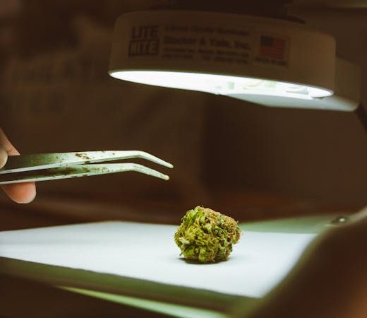 Prague’s Cannabis Scene Is Evolving Rapidly