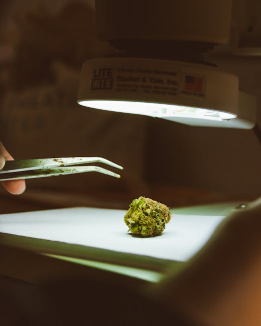 Prague’s Cannabis Scene Is Evolving Rapidly