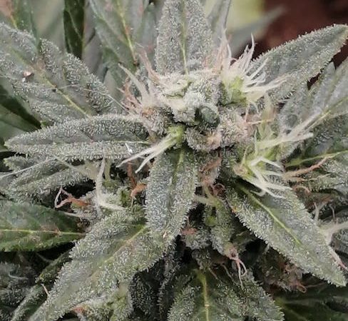 Online Cannabis Purchase in Prague