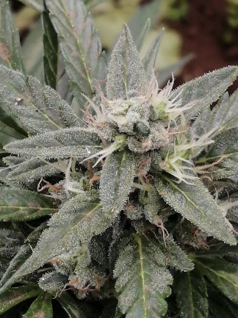 Online Cannabis Purchase in Prague