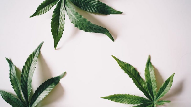 Prague’s evolving cannabis culture has turned the city into a hub for both seasoned connoisseurs and curious newcomers