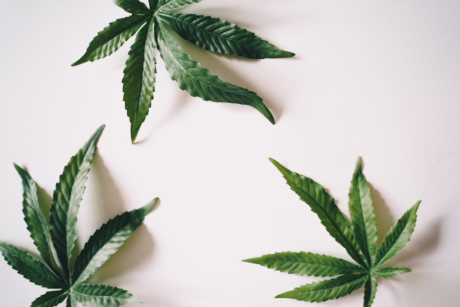 Prague’s evolving cannabis culture has turned the city into a hub for both seasoned connoisseurs and curious newcomers