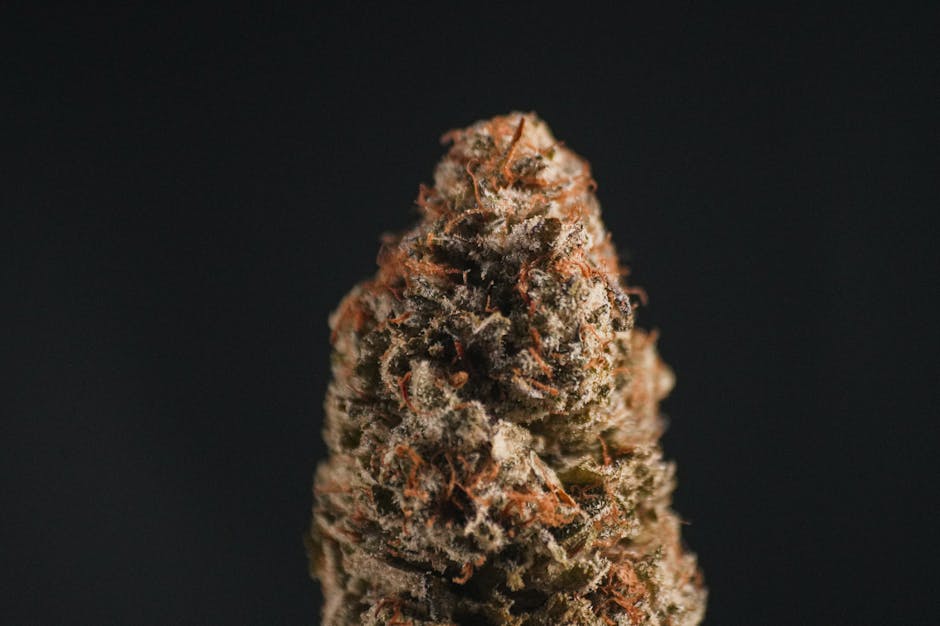 Welcome to the premier online cannabis chocolate shop in Prague