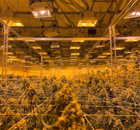Prague’s cannabis scene is evolving rapidly