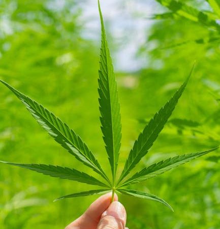 Welcome to your one‑stop source for premium THC joints, edibles, vaporizers, and more in the heart of Prague