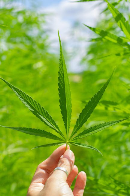 Welcome to your one‑stop source for premium THC joints, edibles, vaporizers, and more in the heart of Prague