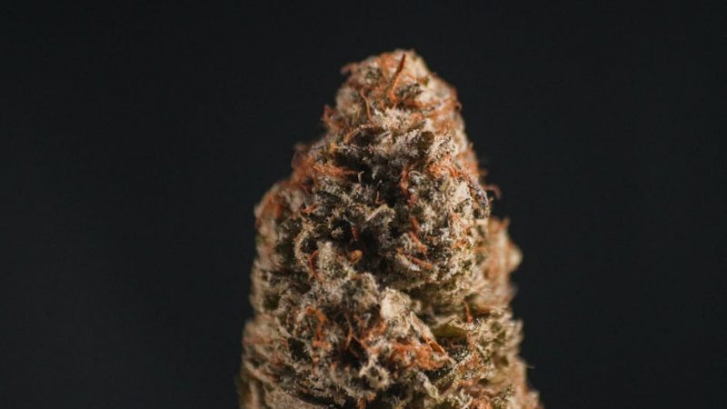 Prague has become a hotspot for cannabis enthusiasts