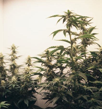 Looking for premium hemp, cannabis, or marijuana products in the heart of the Czech Republic?