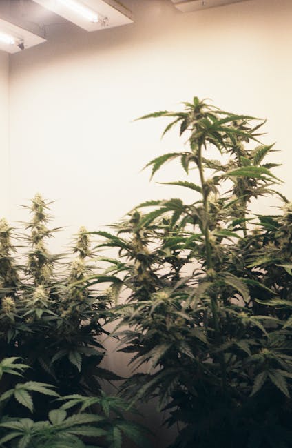 Looking for premium hemp, cannabis, or marijuana products in the heart of the Czech Republic?