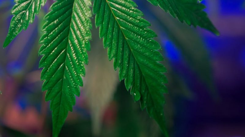 Welcome to the premier destination for premium THC‑infused treats in the heart of the Czech Republic