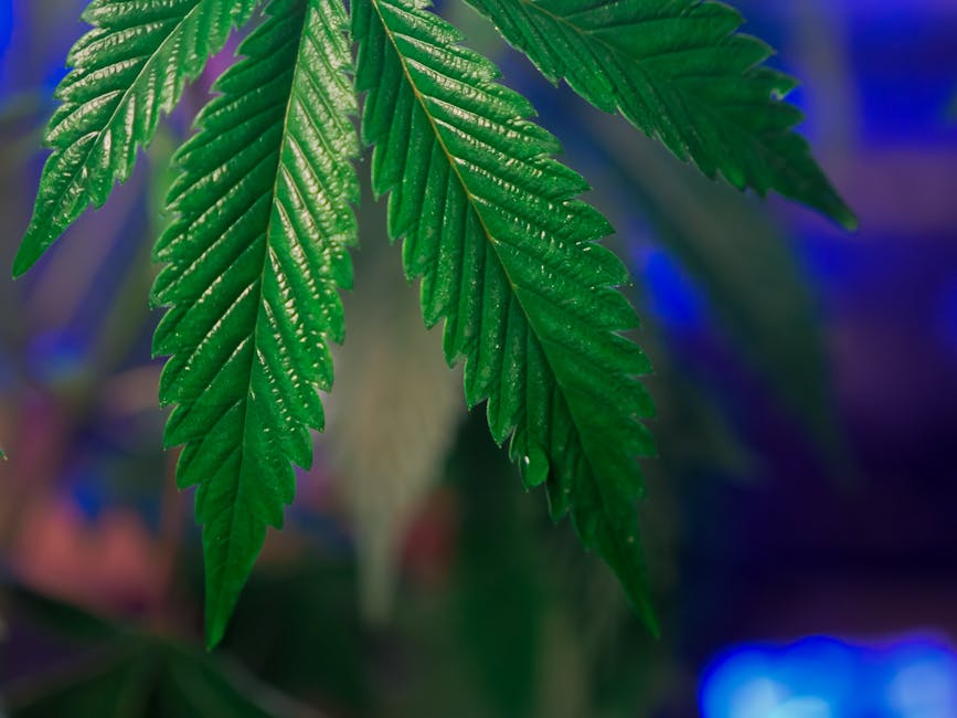 Welcome to the premier destination for premium THC‑infused treats in the heart of the Czech Republic