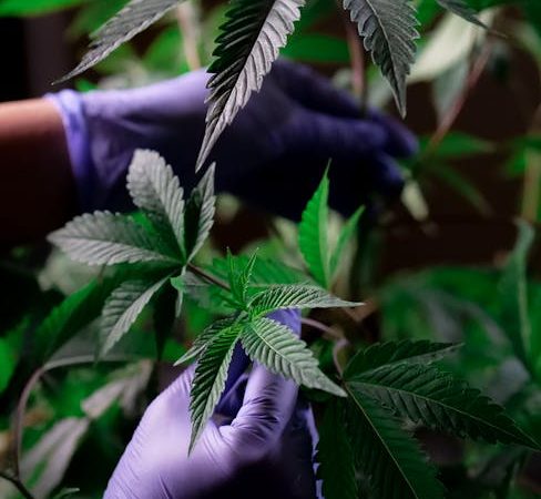 Welcome to the most vibrant cannabis shop in the heart of New Town, Prague