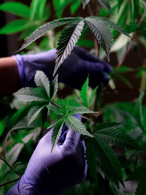 Welcome to the most vibrant cannabis shop in the heart of New Town, Prague